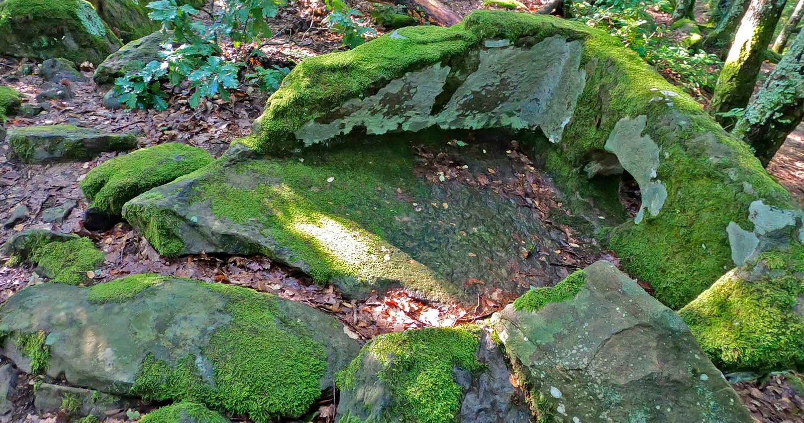 Монолитный дольмен Кавказ Россия среди деревьев